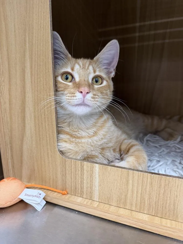 A young small-sized male Tabby (Orange / Red) Domestic Short Hair cat named Sunny for adoption in Orlando, FL