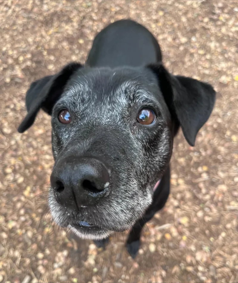 An adult medium-sized male Labrador Retriever dog named Arthur A for adoption in Plano, TX