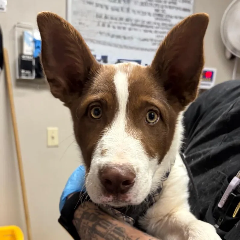 A young medium-sized male Brown / Chocolate Collie dog named Cheese Burger for adoption in Yuma, AZ
