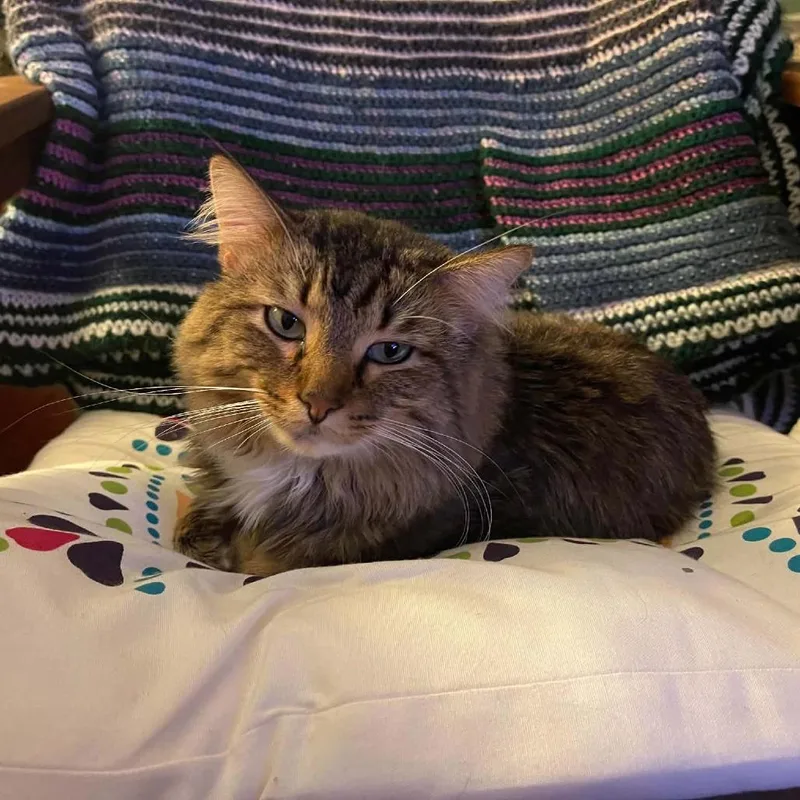 An adult medium-sized male Domestic Medium Hair cat named Kirby for adoption in Minneapolis, MN