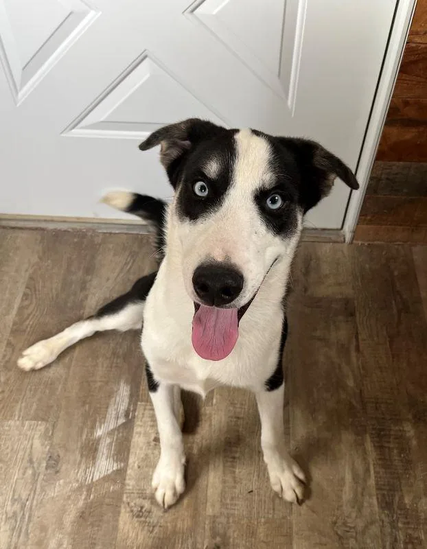 A baby medium-sized male Husky dog named Snoopy for adoption in Genoa, IL