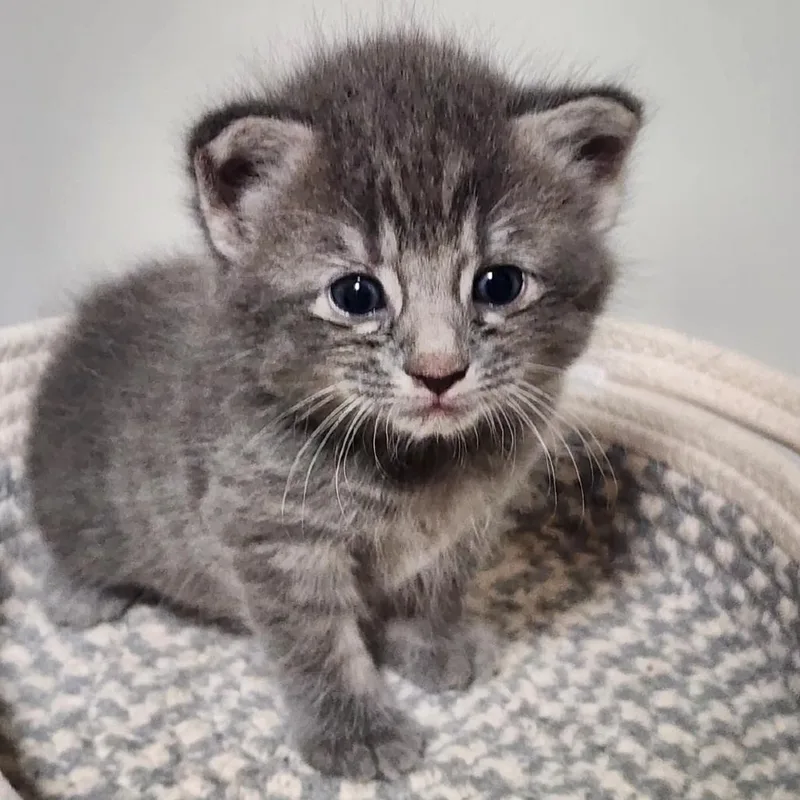 A baby small-sized male Gray / Blue / Silver Domestic Short Hair cat named Casey for adoption in Mooresville, NC