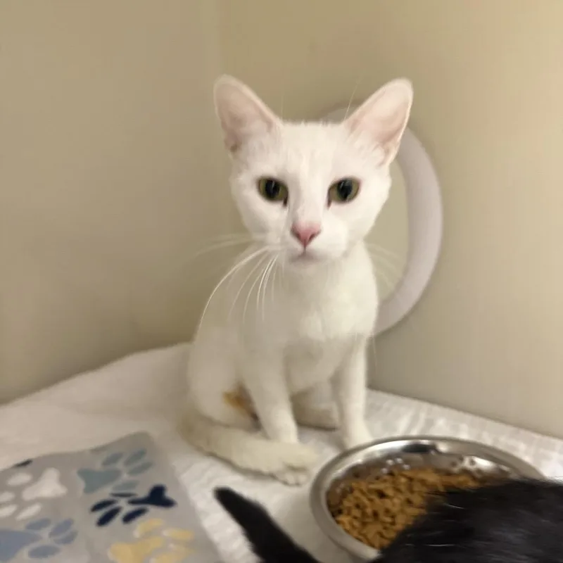 An adult small-sized female White Domestic Short Hair cat named Sugar for adoption in Caryville, TN