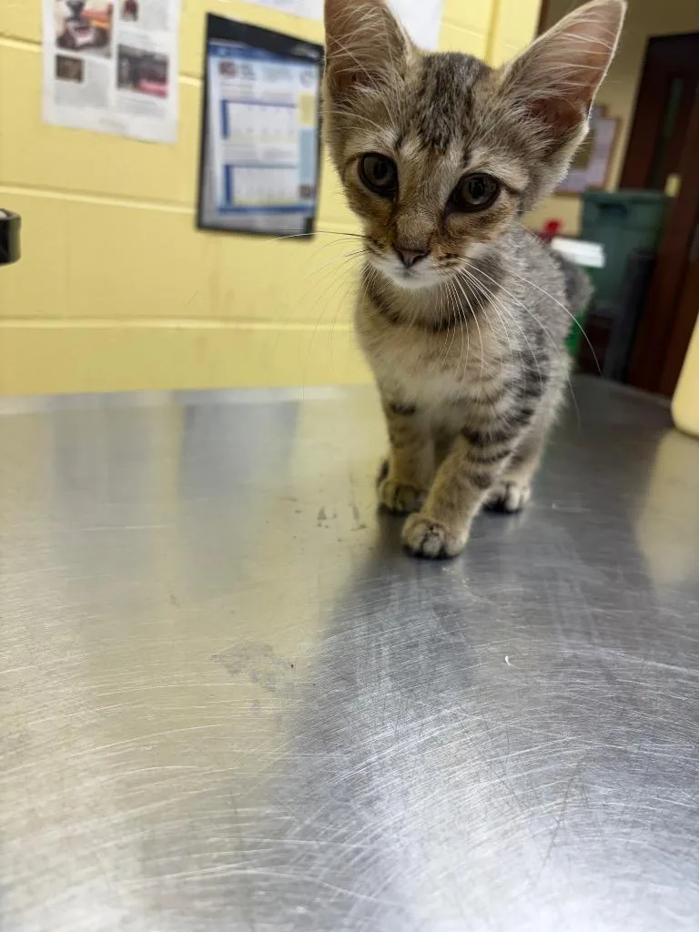 A baby small-sized female Domestic Short Hair cat named Netty for adoption in Crossville, TN