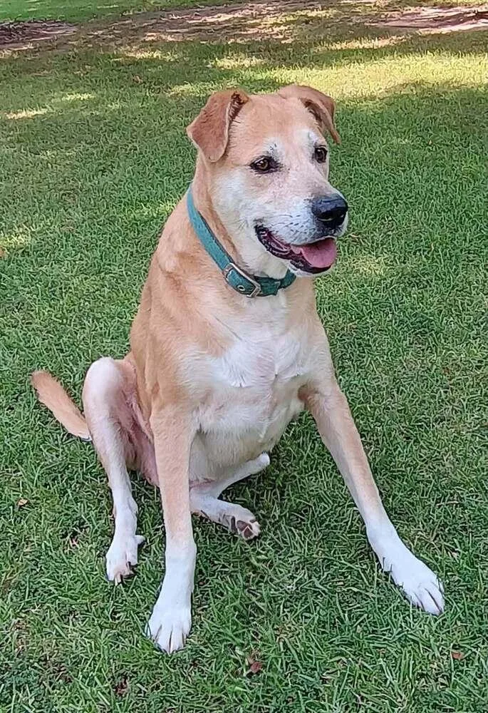 A senior large-sized female Labrador Retriever dog named Zailey for adoption in Barnesville, GA