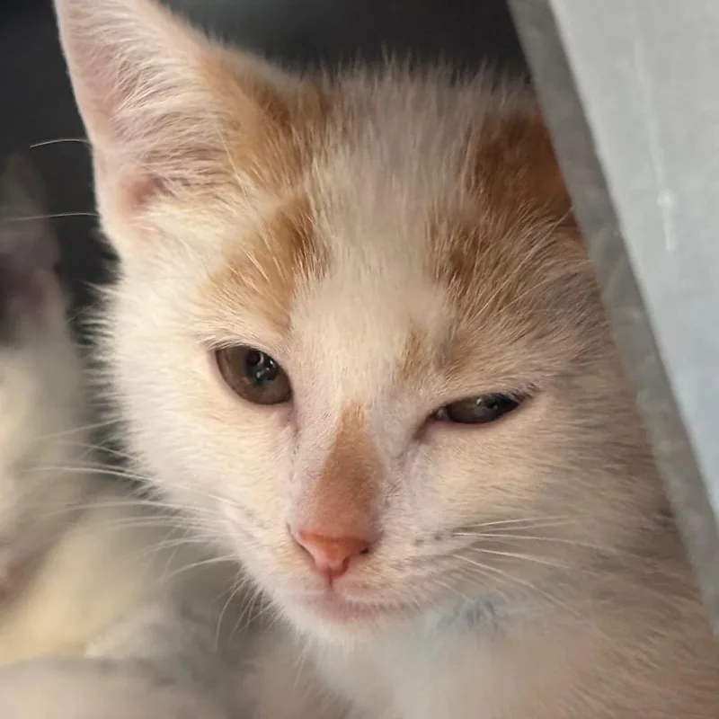 A baby small-sized male Domestic Short Hair cat named Snap for adoption in Chicago, IL