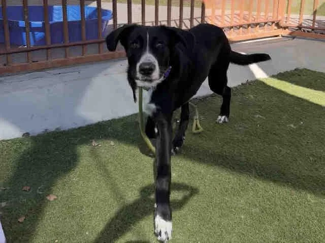 A young medium-sized male Labrador Retriever dog named Terry for adoption in Carlsbad, CA