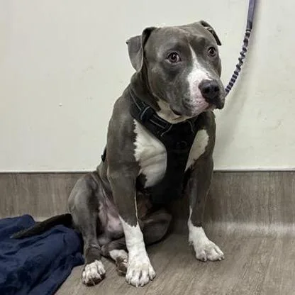 An adult large-sized male Gray / Blue / Silver Pit Bull Terrier dog named Buscemi for adoption in Pasadena, CA