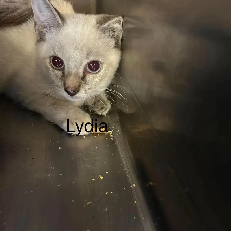 A baby small-sized female Siamese cat named Lydia for adoption in Madill, OK