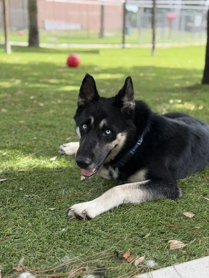 An adult large-sized male German Shepherd Dog dog named Lykos for adoption in Daytona Beach, FL