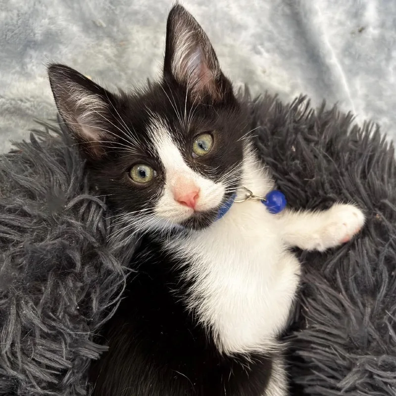 A baby small-sized male Black Domestic Short Hair cat named Blue for adoption in Miami, FL
