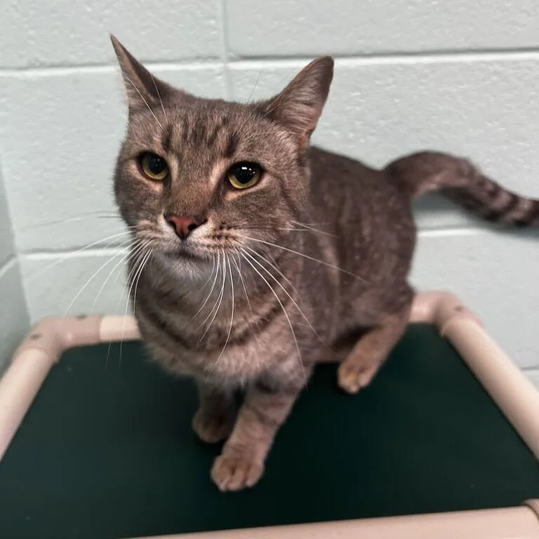 An adult small-sized male Gray / Blue / Silver Domestic Short Hair cat named Boosfer for adoption in Spruce Pine, NC