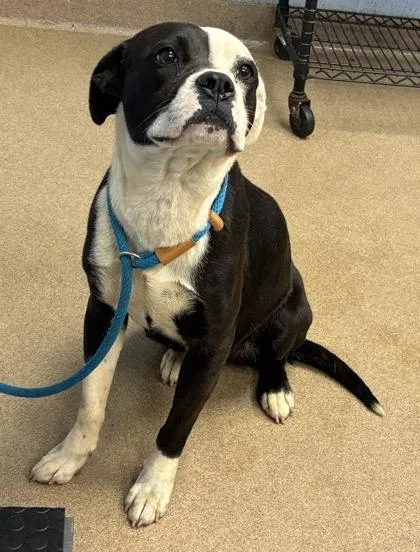 An adult large-sized female Mixed Breed dog named Kaleva for adoption in Chamblee, GA