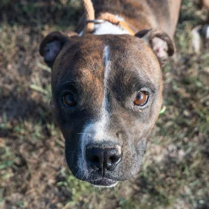 An adult medium-sized male Boxer dog named Brownie for adoption in Yellville, AR