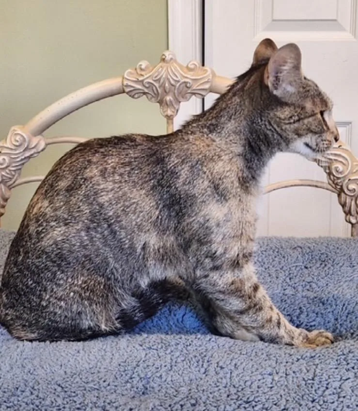 A young medium-sized female Torbie Domestic Short Hair cat named Franny for adoption in Alexandria, VA