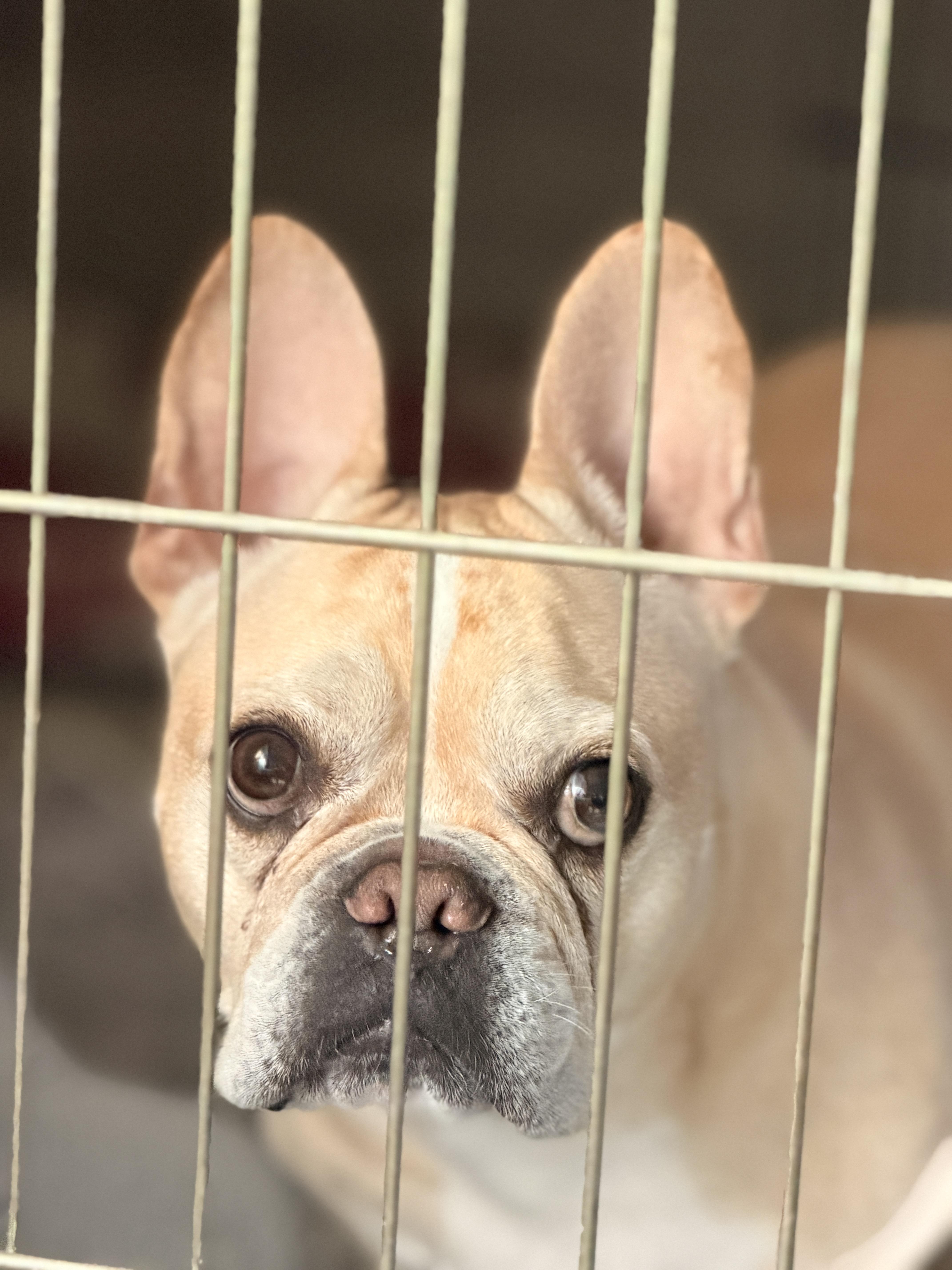 An adult medium-sized male French Bulldog dog named Gustav for adoption in PALM BAY, FL