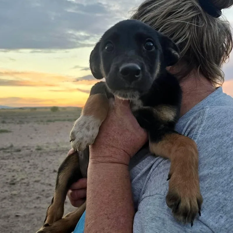 A baby medium-sized male Tricolor (Brown, Black, & White) Labrador Retriever dog named Otis for adoption in Uxbridge, MA