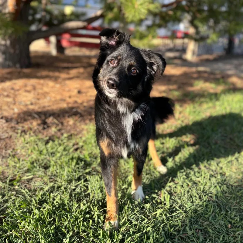 Santana