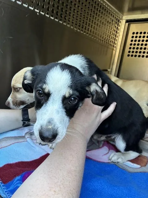 A baby small-sized male Terrier dog named A for adoption in Oklahoma City, OK
