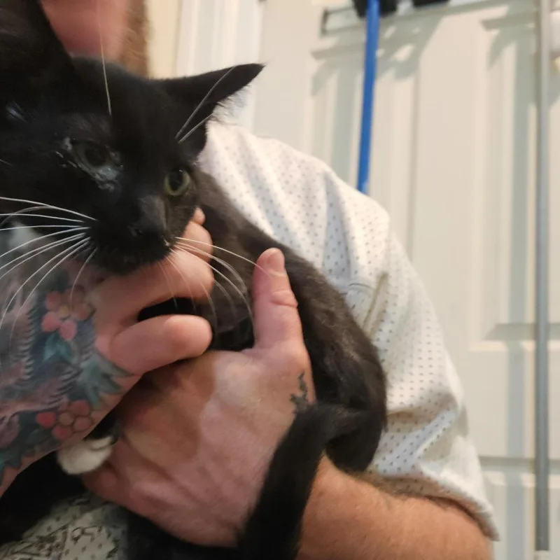 A young small-sized male Black Domestic Short Hair cat named Leo for adoption in Elverta, CA