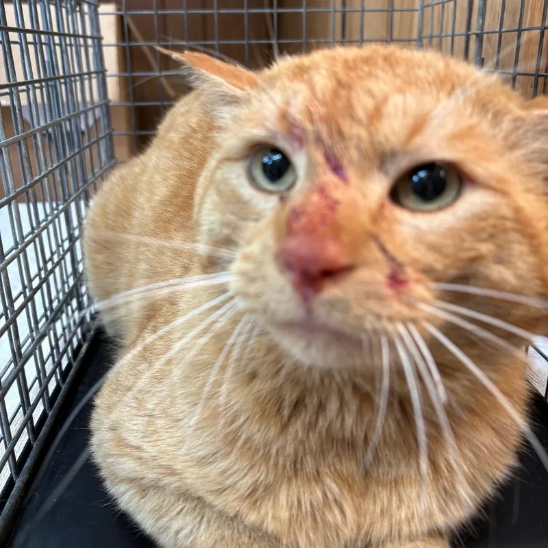 An adult large-sized male Orange / Red Domestic Short Hair cat named Feral Apollo for adoption in Columbiana, AL