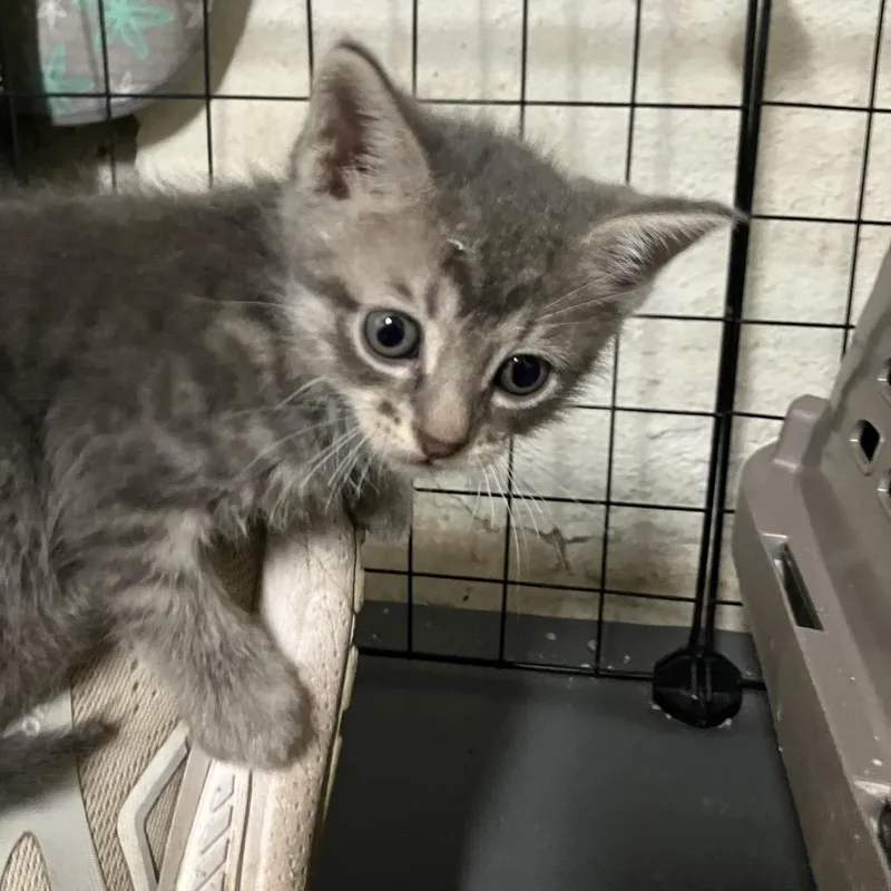 A baby small-sized male Gray / Blue / Silver Domestic Short Hair cat named Rudolph for adoption in Overland Park, KS