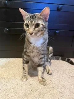 A young medium-sized female Domestic Short Hair cat named Selene for adoption in St. Helens, OR