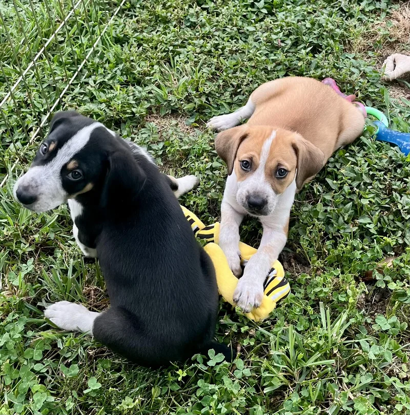 A baby medium-sized male Hound dog named RANGER the Puppy for adoption in Media, PA