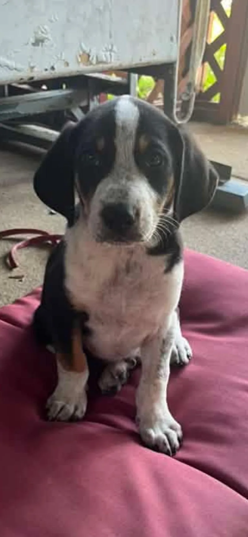 RANGER the Puppy thumbnail 2