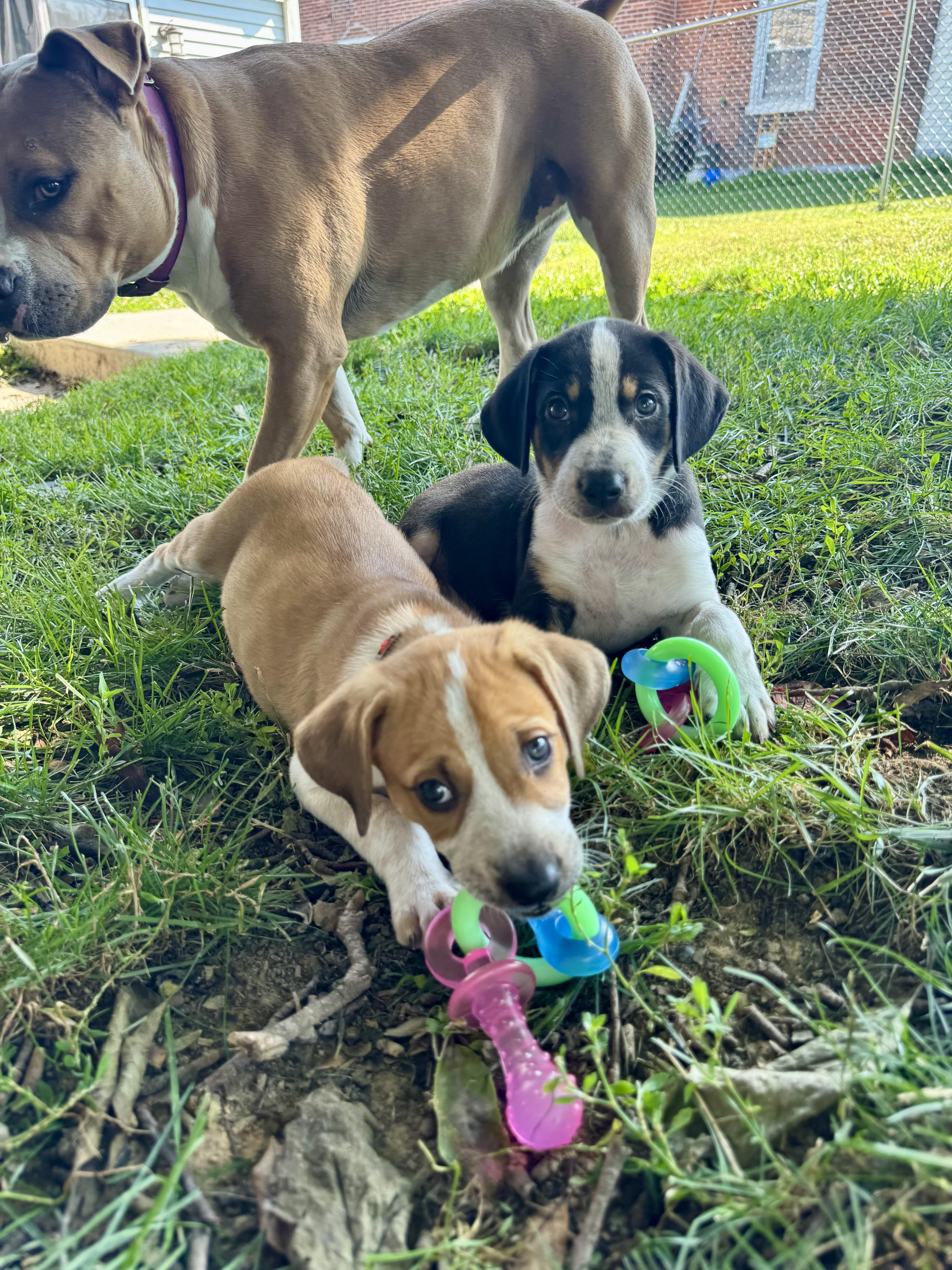 RANGER the Puppy thumbnail 3