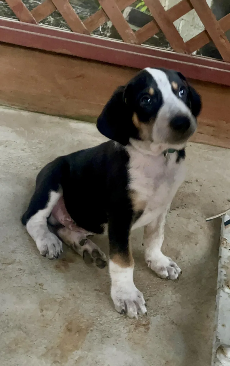 RANGER the Puppy thumbnail 4
