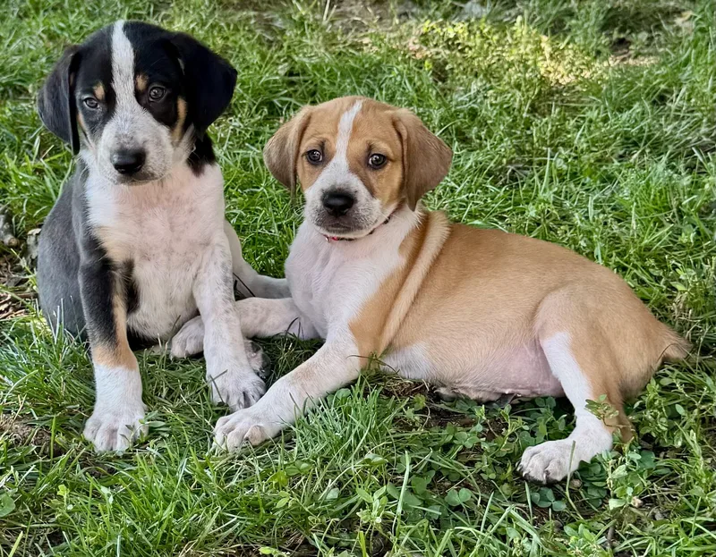 RANGER the Puppy thumbnail 5