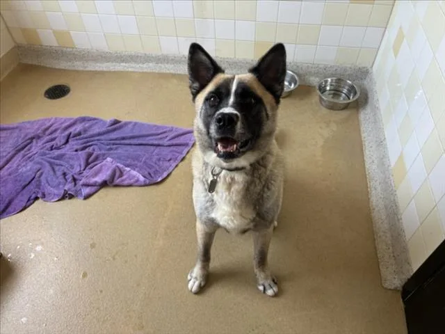 An adult large-sized male Akita dog named Phoenix for adoption in Chapel Hill, NC