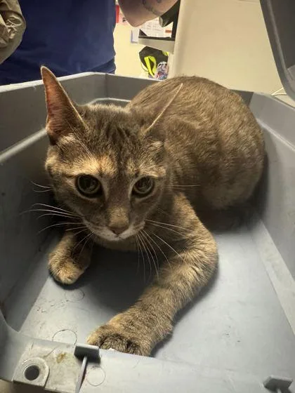 An adult large-sized female Gray / Blue / Silver Domestic Short Hair cat named Duster for adoption in Kansas City, MO