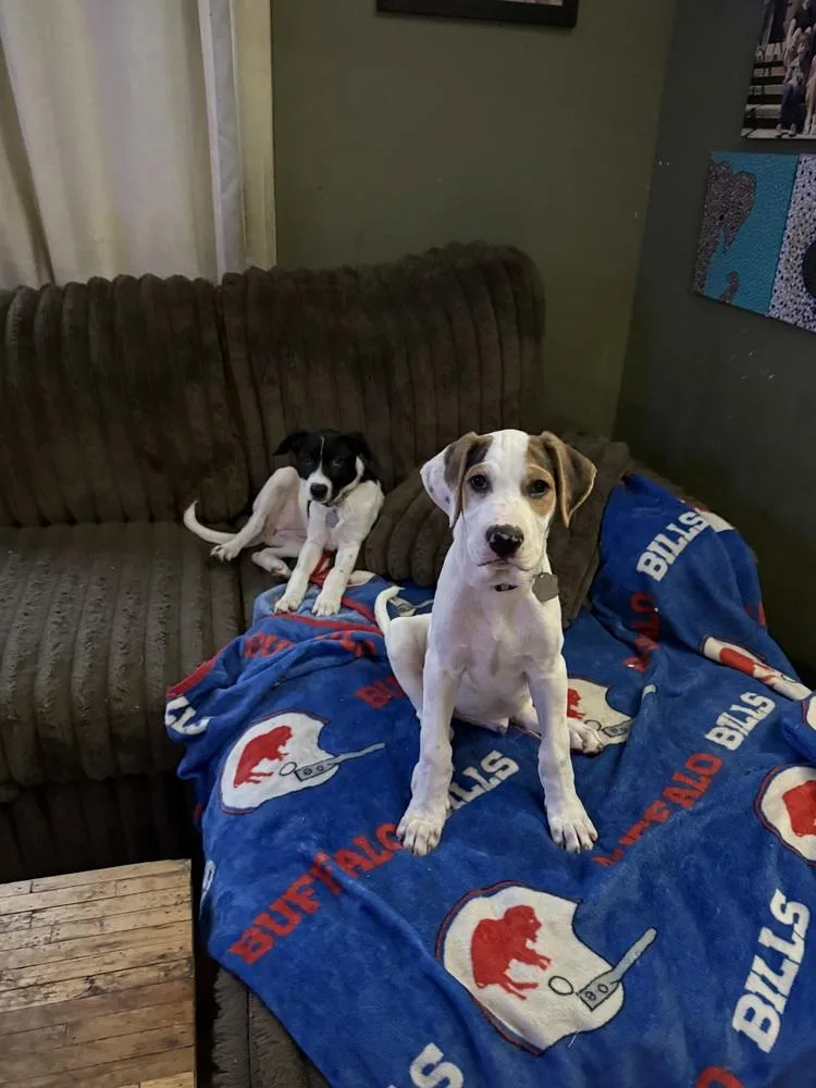 A baby small-sized male Tricolor (Brown, Black, & White) Mixed Breed dog named Hendricks for adoption in Amherst, NY