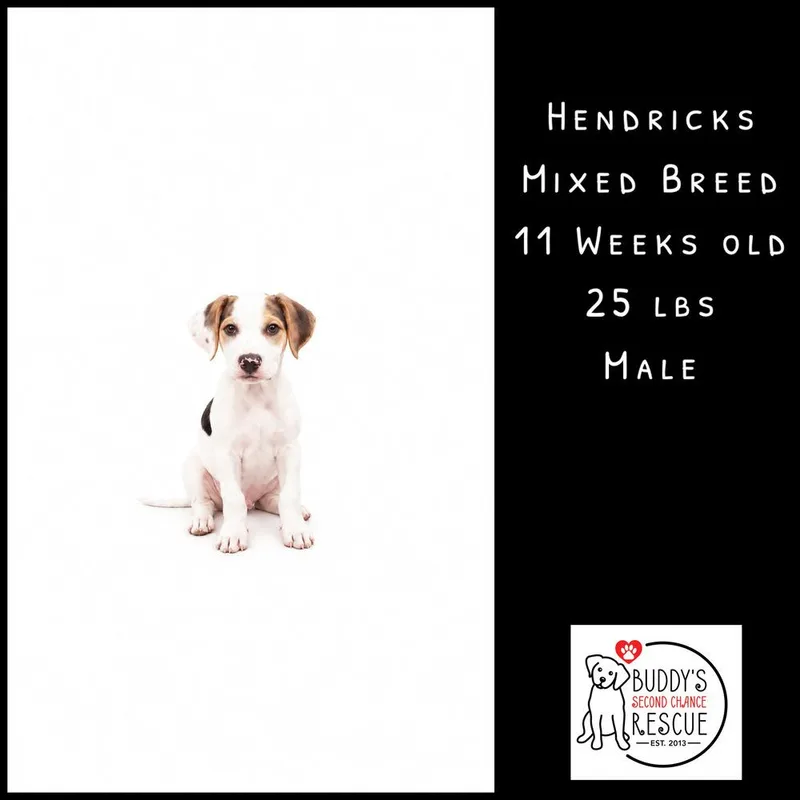 Hendricks thumbnail 3