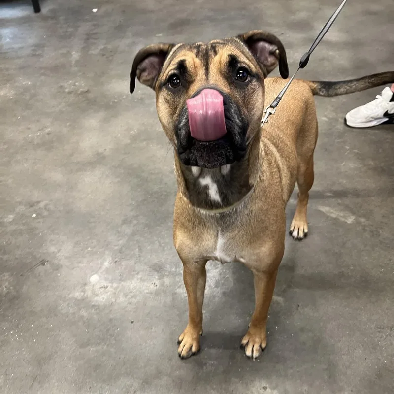 An adult large-sized female Yellow / Tan / Blond / Fawn Belgian Shepherd / Malinois dog named Dahlia for adoption in Tampa, FL