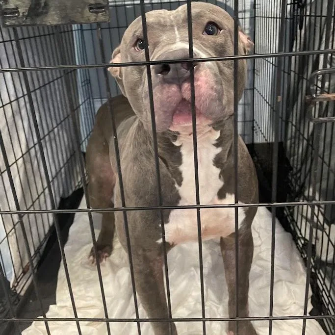 An adult large-sized male Mixed Breed dog named Bones for adoption in Port Charlotte, FL