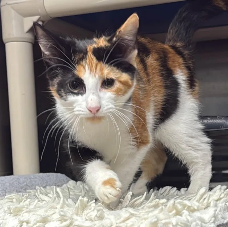 A baby medium-sized female Calico cat named Lulu for adoption in Wyandotte, MI