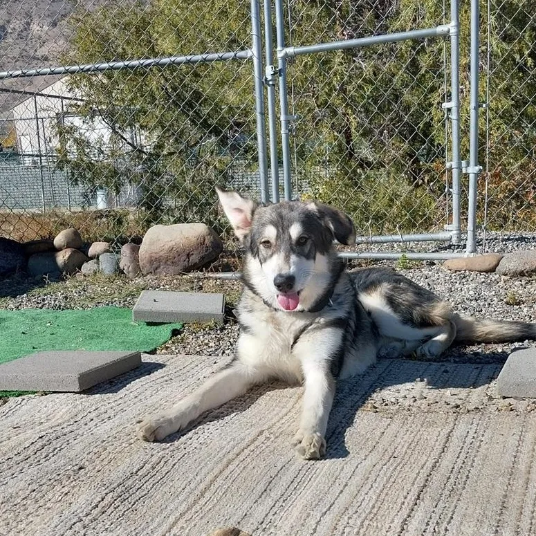 A young large-sized male Alaskan Malamute dog named Tito for adoption in Boise, ID