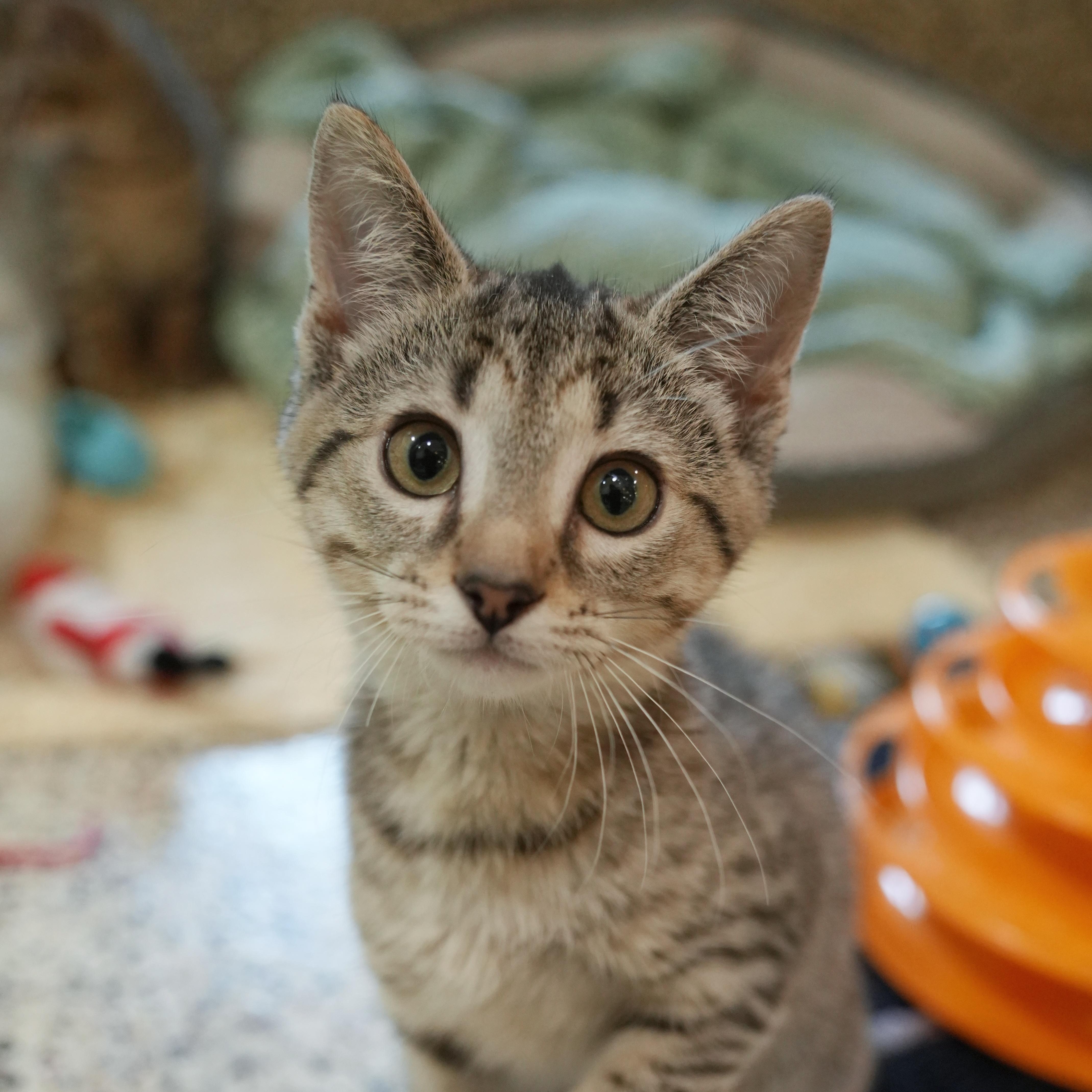 A young small-sized female Tabby (Brown / Chocolate) Domestic Short Hair cat named Twinkie for adoption in Aiken, SC