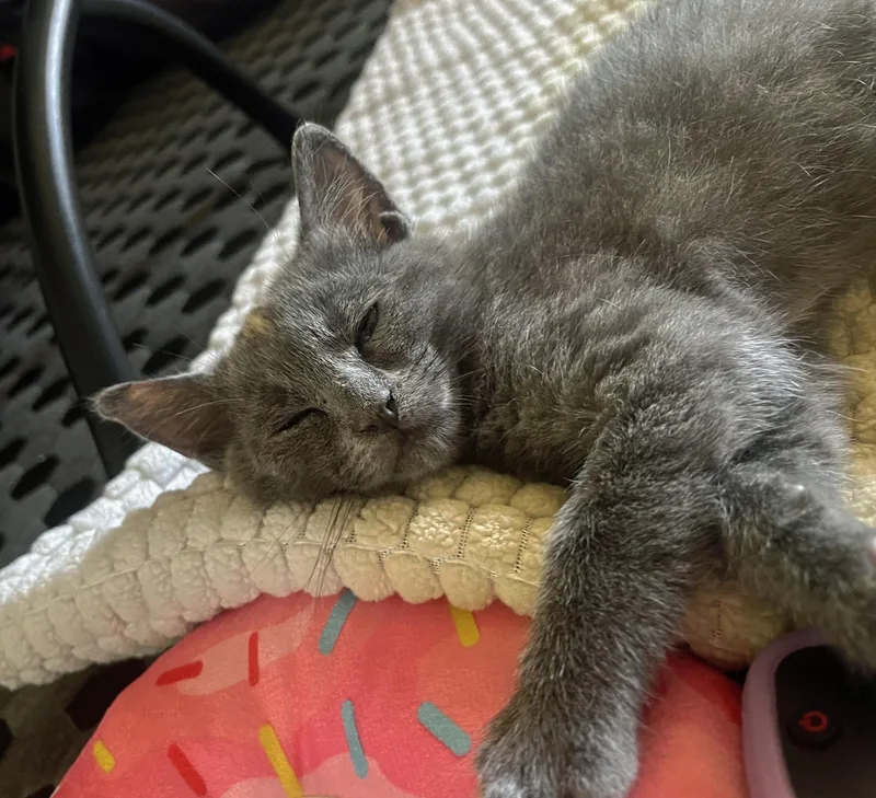 A baby medium-sized male Gray / Blue / Silver Domestic Short Hair cat named Jesse Gemstone for adoption in Fresno, CA
