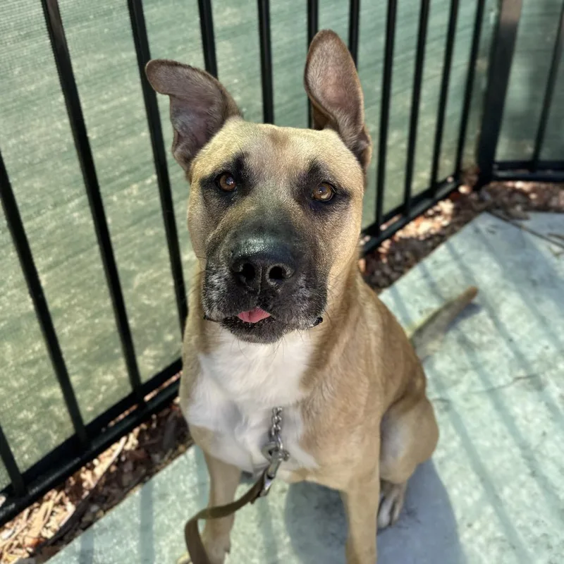 An adult medium-sized male Shepherd dog named Charlton for adoption in Dublin, CA