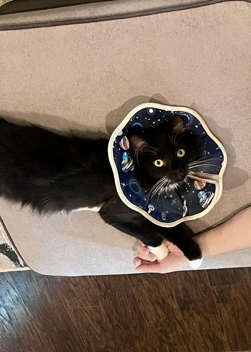 Raspberry Beret thumbnail 2