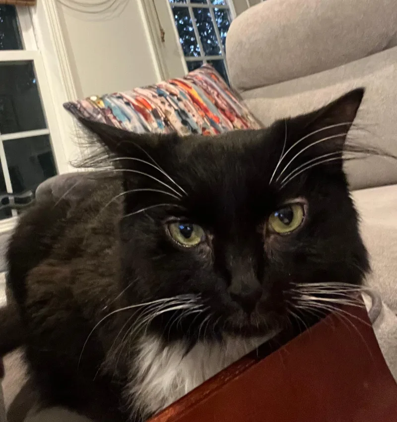 Raspberry Beret thumbnail 3