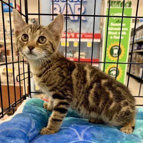 A baby small-sized male Tabby (Brown / Chocolate) Tabby cat named Myke for adoption in Knoxville, TN