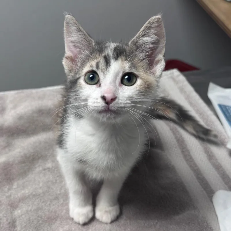 Clementine