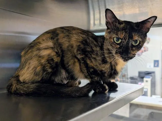 A young medium-sized female Tortoiseshell cat named Nutella A for adoption in Plano, TX