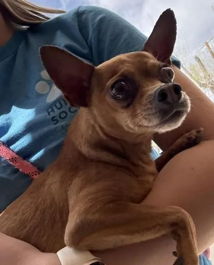 A senior small-sized male Brown / Chocolate Chihuahua dog named Chip for adoption in Canon City, CO