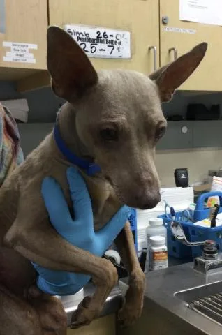 An adult small-sized male Doberman Pinscher dog named Kobe for adoption in Riverside, CA